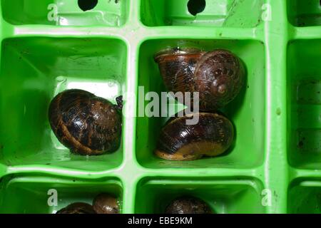 Una famiglia di lumache mollusco su svernamento in seminiere. Foto Stock