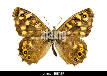 Chiazzato di legno (Pararge aegeria) farfalla Foto Stock