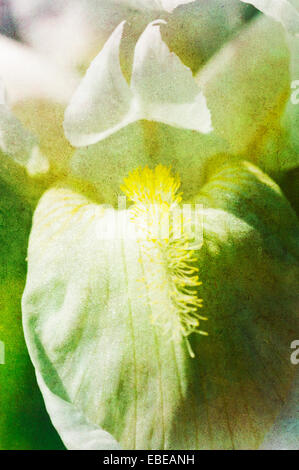 Textured close up di un iride bianco (Iris germanica) Foto Stock