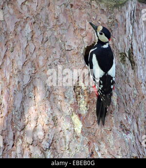 Picchio Peloso (picoides villosus) uccello maschio nella parte anteriore del foro il suo nido in un tronco di albero Foto Stock