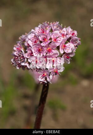 Darmera peltata, rabarbaro indiano o impianto di ombrello Foto Stock