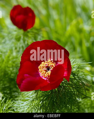 Chiudere fino al rosso Paeonia tenuifolia fiori e foglie verdi Foto Stock