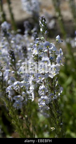 La genziana speedwell (veronica gentianoides) fiori in natura Foto Stock