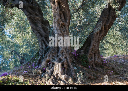 Il tronco di un vecchio albero di olivo Foto Stock