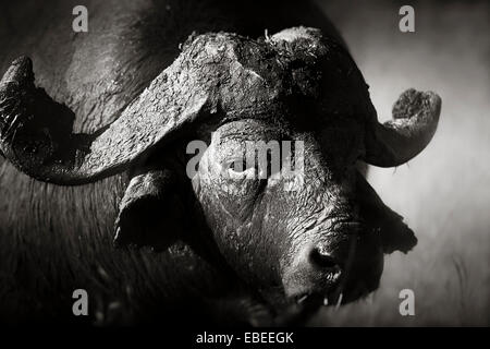 African buffalo ritratto (Syncerus caffer) - Parco Nazionale Kruger (Sud Africa) Foto Stock