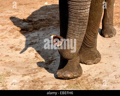 African elephant trunk Foto Stock