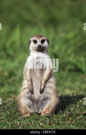 Meerkat (Suricata suricatta) seduto per terra in Sud Africa. Foto Stock