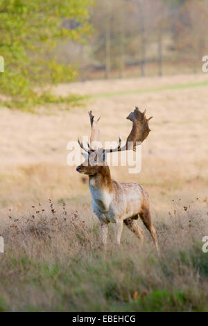 Maggese buck a Petworth Park, West Sussex Foto Stock