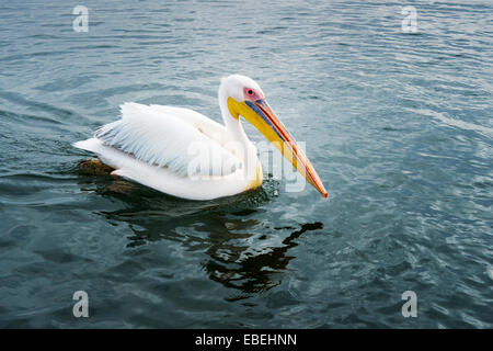 Great White Pelican (Pelecanus onocrotalus) nuotare in acqua, Walvisbaai, Namibia. Foto Stock