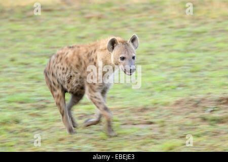 Spotted Hyena (Crocuta crocuta) in esecuzione sulla pianura con shutterspeed lenta per il movimento, Serengeti National Park, Tanzania. Foto Stock