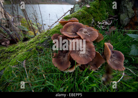 Funghi fungo fungo possibile Laccaria laccata, comunemente noto come il bugiardo Foto Stock