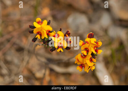 Pultenaea strobilifera, Striped pisello di Bush nella gamma di Stirling NP, WA, Australia Foto Stock