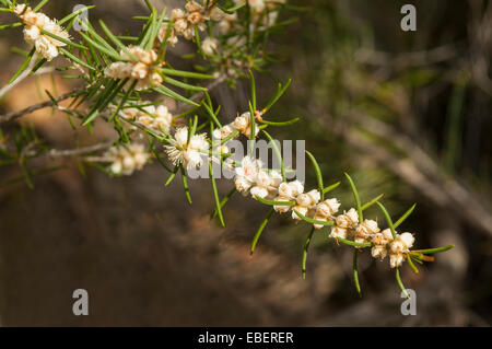 Cryptandra pungens, Cryptandra spinoso nella gamma di Stirling NP, WA, Australia Foto Stock