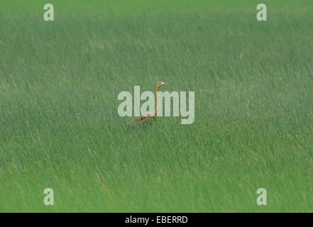 Bellissimi Airone rosso (Ardea purpurea) cerca di pesce Foto Stock