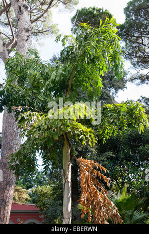 Caryota mitis, la coda di pesce birmano palm, in Sorrento, Italia, giardino Foto Stock