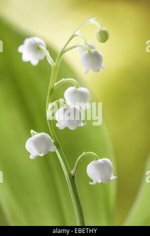 Uno stelo della molla fioritura il giglio della valle Foto Stock