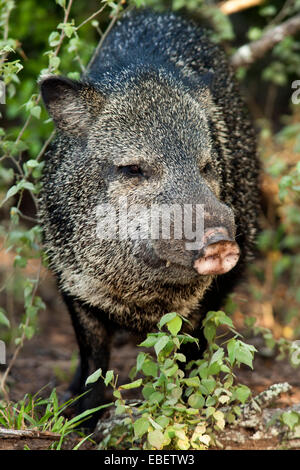 Javelina o a collare PECARI - Camp Lula Sams - Brownsville, Texas USA Foto Stock