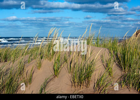 Dune di sabbia sulla spiaggia di Brackley - Prince Edward Island, Canada Foto Stock