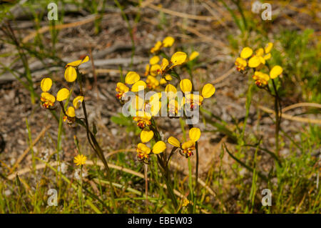 Diuris corymbosa, comune asino orchidee a Wave Rock, Hyden, WA, Australia Foto Stock