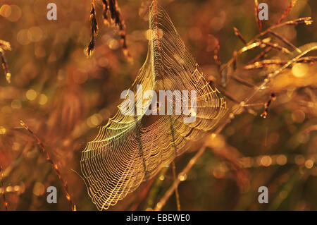 Spider su spider web in Early Morning Light Foto Stock