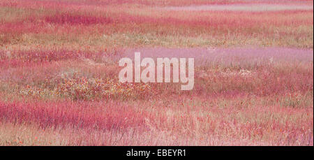 Mirtillo colori di campo in bassa stagione. Foto Stock