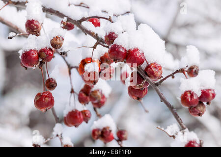 Granchio rosso mele sul ramo con forti nevicate in inverno Foto Stock