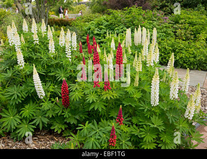 Grandi cluster densi di alti picchi di rosso scuro lupin fiori in contrasto con la massa di vivida quelli bianchi tra verde smeraldo di fogliame in giardino cottage Foto Stock