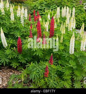 Grandi cluster densi di alti picchi di rosso scuro lupin fiori in contrasto con la massa di vivida quelli bianchi tra verde smeraldo di fogliame in giardino cottage Foto Stock