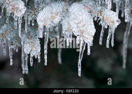 Rami di abete rosso in inverno ricoperto di ghiaccio e Lunghi ghiaccioli, primo piano Foto Stock