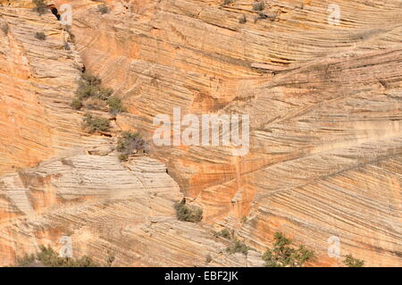 Striature sulla roccia di una scogliera nel Parco Nazionale di Zion, Utah. Foto Stock