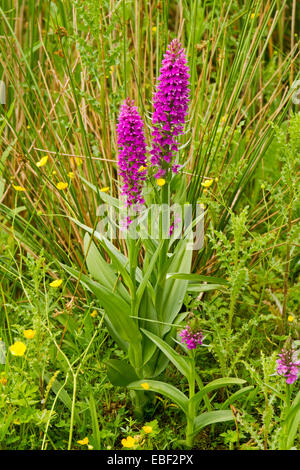 Magenta fiori e foglie verdi del sud della palude, orchidea Dactylorhiza Praetermissa, che cresce in zone umide di Newport, Galles Foto Stock