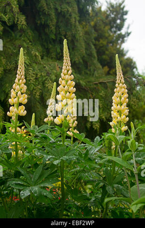 Cluster di picchi alti di giallo pallido e Fiori di lupino tra verde smeraldo di fogliame in English Garden cottage Foto Stock