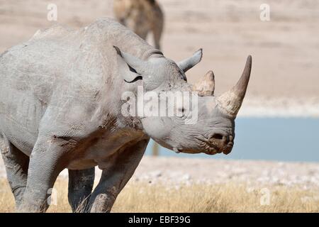 Rinoceronte nero (Diceros simum), maschio adulto a Waterhole, il Parco Nazionale di Etosha, Namibia, Africa Foto Stock