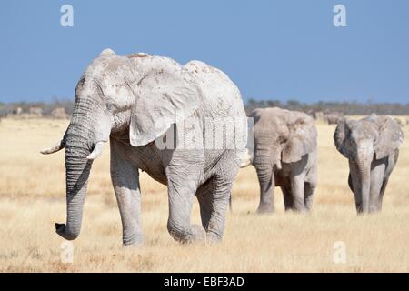 L'elefante africano (Loxodonta africana), ricoperte di fango, passeggiate in erba secca, il Parco Nazionale di Etosha, Namibia, Africa Foto Stock