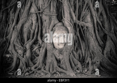 Pietra testa Buddha intrecciano in radici di albero, Wat Mahathat, Ayutthaya, Thailandia Foto Stock