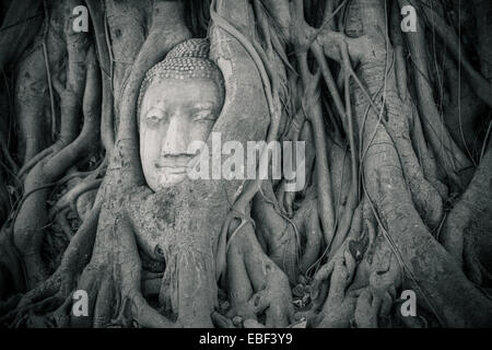 Pietra testa Buddha intrecciano in radici di albero, Wat Mahathat, Ayutthaya, Thailandia Foto Stock