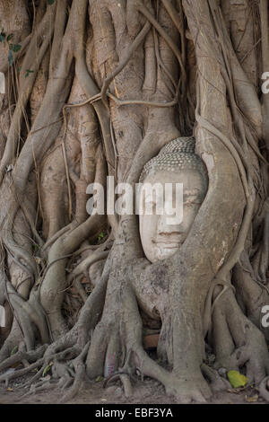 Pietra testa Buddha intrecciano in radici di albero, Wat Mahathat, Ayutthaya, Thailandia Foto Stock