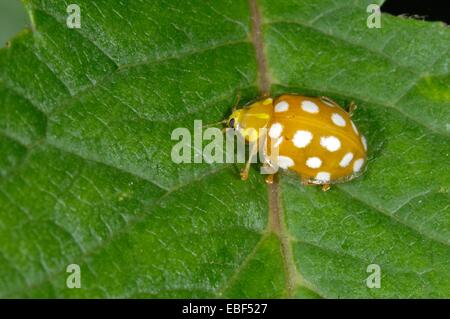 Crema-spotted Coccinella - crema-spot Lady Beetle - Polkadot Ladybird (Calvia 14-guttata - Calvia quatuordecimguttata) sulla lamina Foto Stock