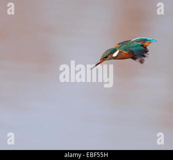 Comune Femmina Kingfisher (Alcedo atthis) immersioni per i pesci Foto Stock