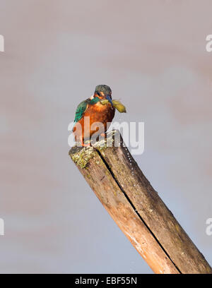 Comune Femmina Kingfisher (Alcedo atthis) appollaiato sul palo di legno con Ninfa di libellula Foto Stock