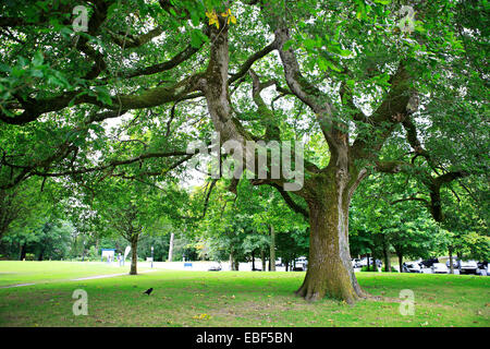 Un enorme albero verdeggiante in Muckross giardini. Foto Stock