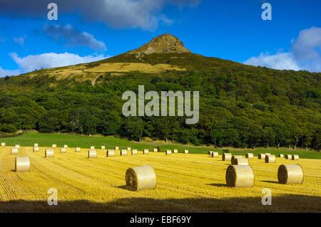 Roseberry Topping con balle di paglia, Cleveland, North Yorkshire Foto Stock