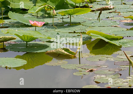 Sacro lotus / Nelumbo nucifera Foto Stock