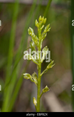 Hammarbya paludosa, (syn Malaxis paludosa) Bog orchidee, il sommatore la bocca orchid Foto Stock