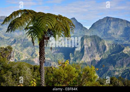 Palmier devant le Cirque de Salazie; île de la Réunion, Francia Foto Stock