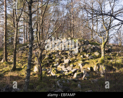 Ghiaione sovradimensionate o deposito di roccia sul fianco di una collina, la vegetazione in forma di MOSS, erba e gli alberi sono la presa in consegna Foto Stock