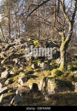 Ghiaione sovradimensionate o deposito di roccia sul fianco di una collina, la vegetazione in forma di MOSS, erba e gli alberi sono la presa in consegna Foto Stock