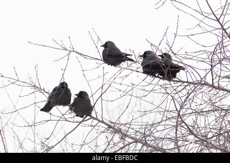 Taccola (Corvus monedula) è nella natura. Foto Stock