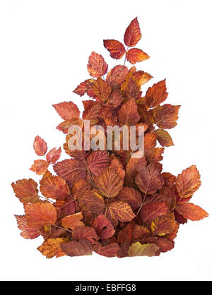 Composizione creativa di rosso le foglie di autunno. Isolato su bianco Foto Stock