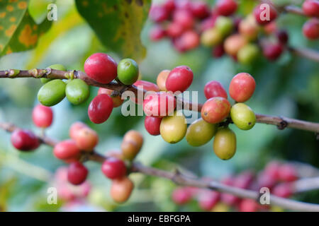 I chicchi di caffè sul ramo in piantagione di caffè in Guatemala Foto Stock